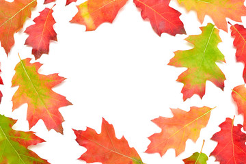 Frame of oak autumn falling leaves isolated on white background. Collection red, green and yellow leaf. Place for text, discount, sale. Top view, flat lay
