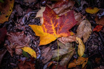 Nice yellow orange red leaves  nature background abstract macro close up autumn
