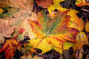 Nice yellow orange red leaves  nature background abstract macro close up autumn