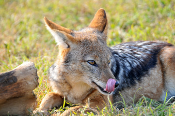 Black backed jackal licking lips