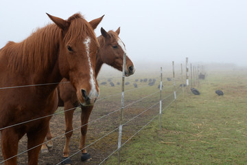 Obraz premium Horses in the mist