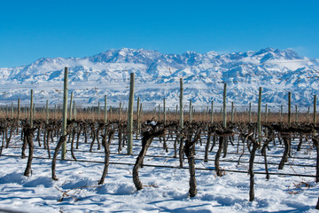winter mountain landscape with a river and trees wine