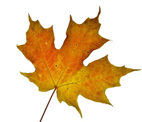Red and  Maple Leaf on White Background