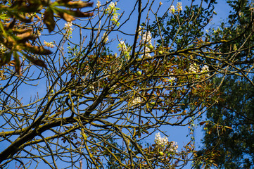 Natural anomaly, chestnut fruits and flowers on a branch in late autumn.