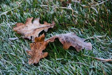 Naklejka premium autumn leaves on the ground