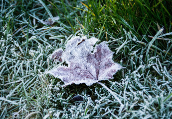 frost on leaves