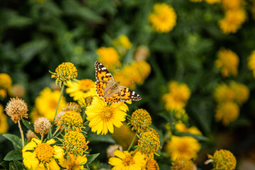 Yellow cosmos flowers and butterfly