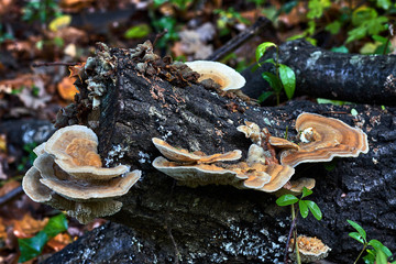 Dead trunk with wild mushrooms