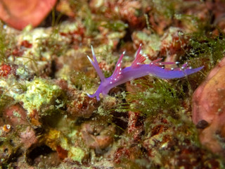 Naklejka na ściany i meble an aeolid nudibranch, sea slug Edmundsella (Flabellina) pedata a marine gastropod mollusc from the family Flabellinidae