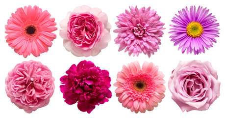 Collection beautiful head pink flowers of peony, aster, rose, chamomile, daisy, gerbera, chrysanthemum isolated on white background. Beautiful floral delicate composition. Flat lay, top view