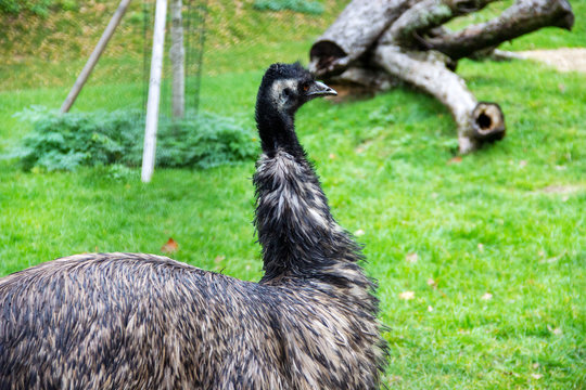 an Emu, Dromaiidae, Dromaius, from the family and genus of flightless ratites from Australia
