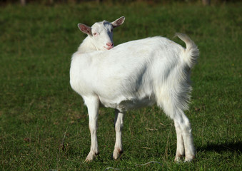 White  domestic goat standing against the background of green grass