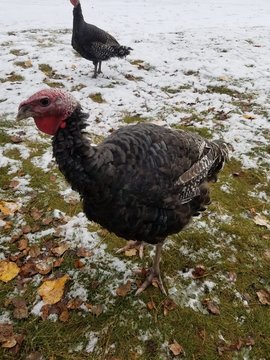 tukey hen portrait
