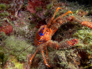 Spinous Squad Lobster -  Galathea strigosa