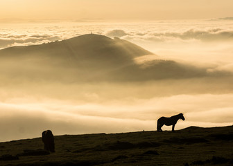 horses on the mountains in urkiola, basque country