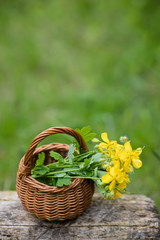 Chelidonium majus, swallowwort or tetterwort yellow flowers in a wicker basket from the vine. Collection of medicinal plants during flowering in summer and spring. Medicinal herbs.
