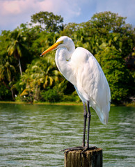 great white egret on post