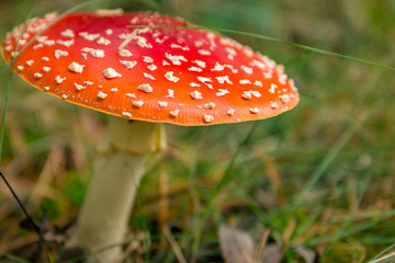 Herbstwald / Autumn Forest