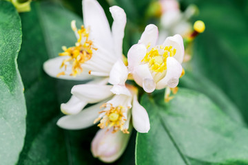 Pink-white flowers of orange tree, close-up shot. Orange tree blossoming in April.