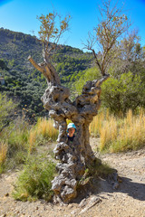 Kind schaut durch Loch im Olivenbaum auf Mallorca