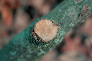 Tree trunk with a sawn branch. A branch cut from a tree