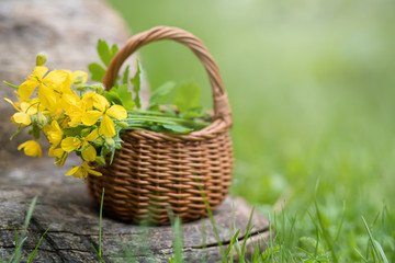 Fototapeta na wymiar Chelidonium majus, nipplewort, swallowwort or tetterwort yellow flowers in a wicker basket from the vine. Collection of medicinal plants during flowering in summer and spring. Medicinal herbs.