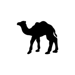 Silhouette of small camel. Cute young animal.