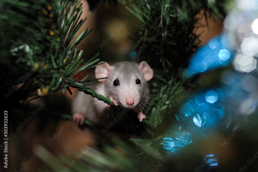 Wall mural home pet rat on a christmas tree background