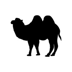 Silhouette of camel. Animal desert wildlife.