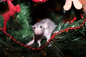 home pet rat on a christmas tree background
