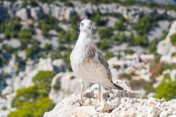 portrait of sweet seagull. Seagull looking to lens