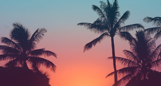 Palmtrees and colorful sunset. 