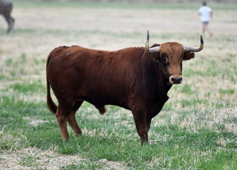 toro grande español