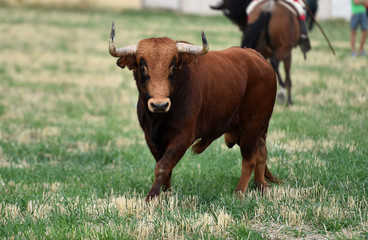 toro español corriendo en un campo verde