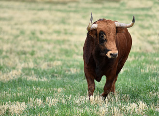 toro español corriendo en un campo verde