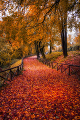 Obraz premium Tree-lined streets with falling leaves and colors of Autumn in Italy