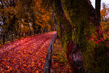 Obraz premium Tree-lined streets with falling leaves and colors of Autumn in Italy