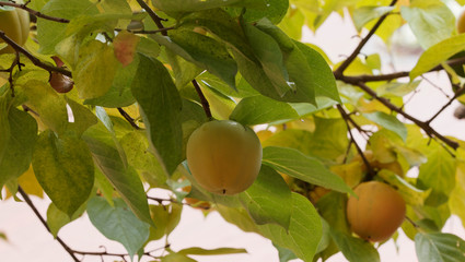 (Diospyros kaki) Die Kakifrüchte am Baum