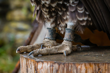 claws of a bird of prey attached to a leather strap