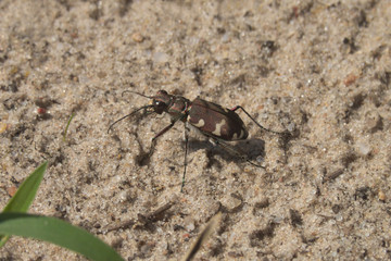 Northern dune tiger beetle (Cicindela hybrida) - 303934463