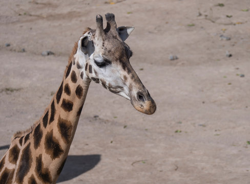 Close up portrait of giraffe head, Giraffa camelopardalis camelopardalis Linnaeus, profile view, beige bokeh background