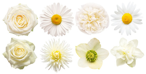 Collection beautiful head white flowers of dahlia, rose, chamomile, daffodil, peony, daisy, hellebore isolated on white background. Beautiful floral delicate composition. Flat lay, top view - Powered by Adobe