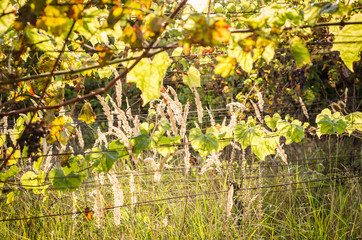 blue grapes in vineyard