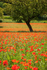 Walnut trees in a field of wild red poppies
