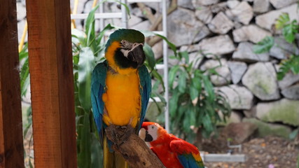 Photo of two beautiful parrots