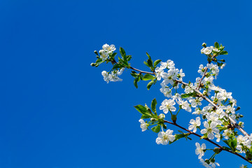 branch with blooming white flowers, cherry blossoms, against the blue blue sky
