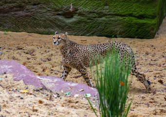  cheetah in a savanna to look for a prey
