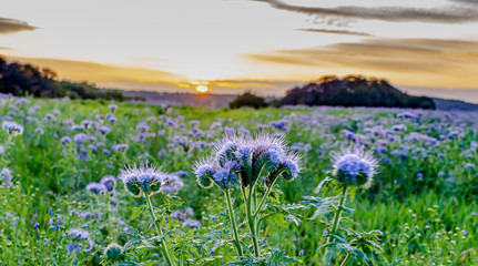 Fototapeta premium Blüte im Sonnenuntergang