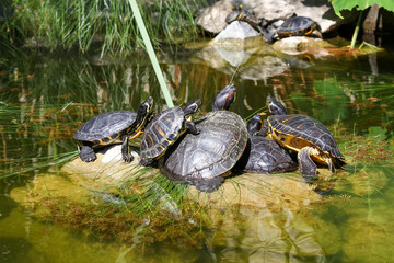 Schildkröten im Teich