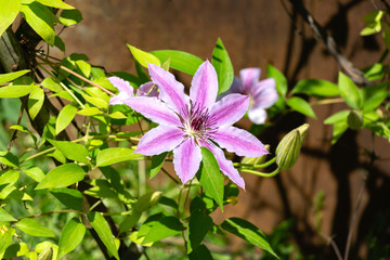 Beautiful climbing plant Clematis Nelly Moser. One flower Clematis Nelly Moser or Leather flower Nelly Moser with bud. Beginning of spring blossom.